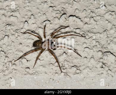 L'araignée Hacklemesh Weaver (Metaltella simoni) chasse aux insectes sur un mur extérieur la nuit à Houston, au Texas. Banque D'Images