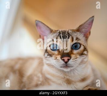 chat bengale domestique en gros plan à l'intérieur Banque D'Images