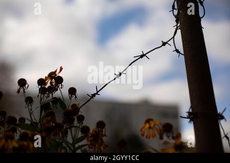 Barbelés dans le jardin en Russie.Clôture dangereuse.Plante et épines en métal. Banque D'Images