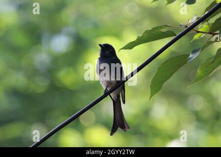 Un magnifique oiseau de Drongo noir assis sur une branche Banque D'Images