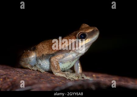 Grenouille des arbres du désert (Litoria rubéole).Ravenshoe, Queensland, Australie Banque D'Images