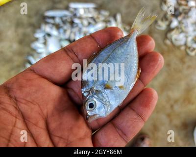 Main mâle tenant un poisson sur le fond d'une pile de poisson congelé Banque D'Images