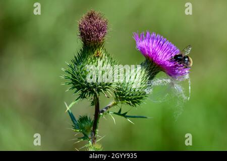 Une petite abeille occupée est à la recherche d'un nectar d'une fleur de chardon. Banque D'Images