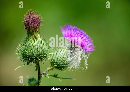 Une petite abeille occupée est à la recherche d'un nectar d'une fleur de chardon. Banque D'Images