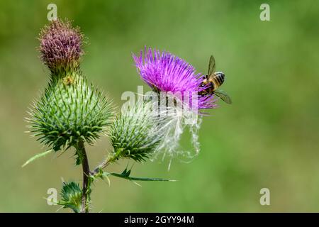 Une petite abeille occupée est à la recherche d'un nectar d'une fleur de chardon. Banque D'Images