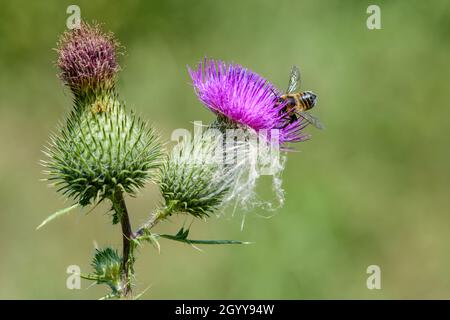 Une petite abeille occupée est à la recherche d'un nectar d'une fleur de chardon. Banque D'Images