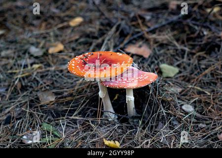 Le rouge vole un champignon agarique dans l'herbe.Nom latin Amanita muscaria.Champignons toxiques Banque D'Images