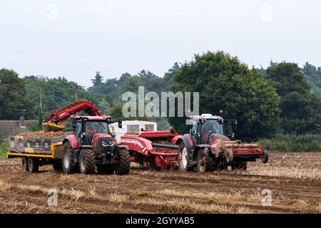 Woodbridge Suffolk UK août 16 2021: Récolte de pommes de terre au Royaume-Uni au plus fort d'une pandémie mondiale qui a eu de graves problèmes dans les lignes d'approvisionnement mondiales et Banque D'Images