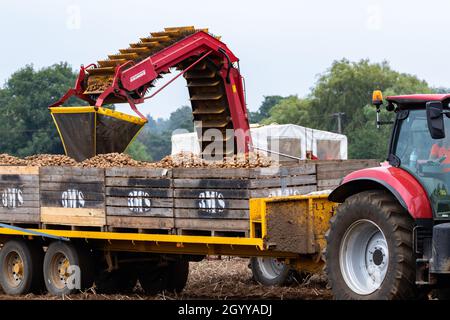 Woodbridge Suffolk UK août 16 2021: Récolte de pommes de terre au Royaume-Uni au plus fort d'une pandémie mondiale qui a eu de graves problèmes dans les lignes d'approvisionnement mondiales et Banque D'Images