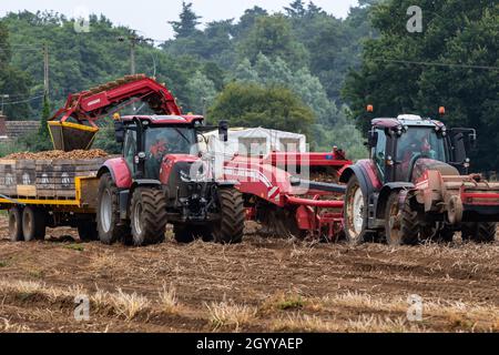 Woodbridge Suffolk UK août 16 2021: Récolte de pommes de terre au Royaume-Uni au plus fort d'une pandémie mondiale qui a eu de graves problèmes dans les lignes d'approvisionnement mondiales et Banque D'Images