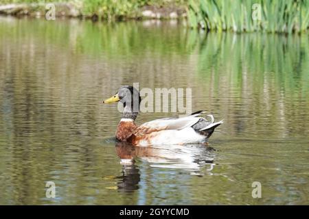 Mallard mâle, Anas platyrhynchos, on the River Chess, Buckinghamshire, Angleterre, Royaume-Uni, Royaume-Uni Banque D'Images