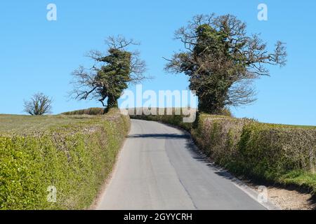 Route de campagne étroite avec haies et arbres des deux côtés dans le Hertfordshire Angleterre Royaume-Uni Banque D'Images