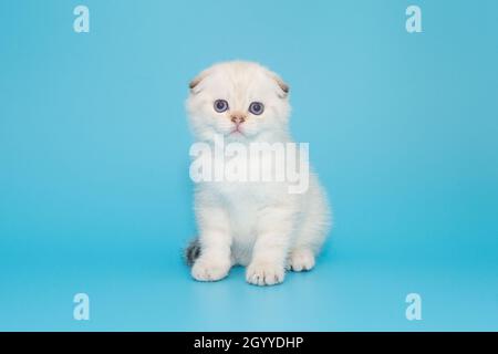 Chaton écossais de couleur blanche sur fond bleu Banque D'Images