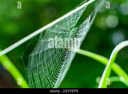 Les toiles d'araignée en été, phénomène de migration des araignées, les toiles d'araignée en fin d'été au lever du soleil, dans le jardin Banque D'Images