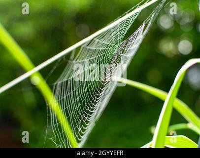 Les toiles d'araignée en été, phénomène de migration des araignées, les toiles d'araignée en fin d'été au lever du soleil, dans le jardin Banque D'Images