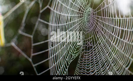 Les toiles d'araignée en été, phénomène de migration des araignées, les toiles d'araignée en fin d'été au lever du soleil, dans le jardin Banque D'Images