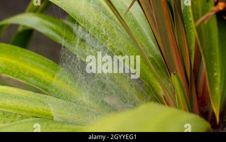 Les toiles d'araignée en été, phénomène de migration des araignées, les toiles d'araignée en fin d'été au lever du soleil, dans le jardin Banque D'Images