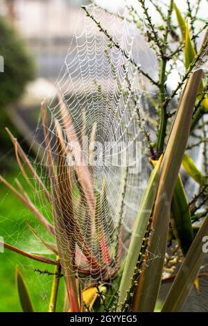 Les toiles d'araignée en été, phénomène de migration des araignées, les toiles d'araignée en fin d'été au lever du soleil, dans le jardin Banque D'Images