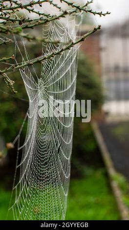 Les toiles d'araignée en été, phénomène de migration des araignées, les toiles d'araignée en fin d'été au lever du soleil, dans le jardin Banque D'Images