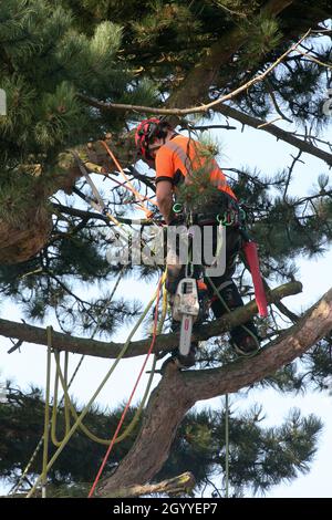 Gros plan d'un chirurgien travaillant en hauteur, coupant un arbre Banque D'Images