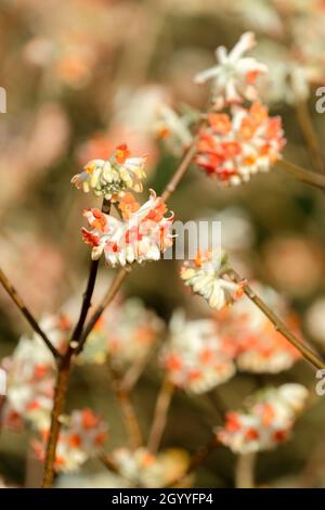 Paperbush, Edgeworthia chrysantha Rubra, buisson de papier oriental 'Red Dragon', Edgeworthia chrysantha 'Red Dragon', buisson de papier 'Red Dragon'.Parfumé Banque D'Images