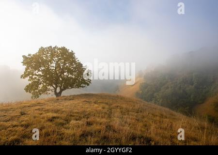 Un arbre dans un magnifique paysage de collines de sable de Deliflagska pescara couvertes d'herbe le matin d'automne brumeux Banque D'Images