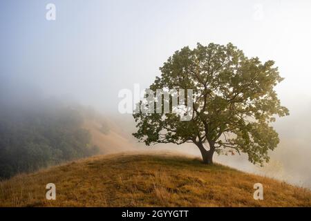 Un arbre dans un magnifique paysage de collines de sable de Deliflagska pescara couvertes d'herbe le matin d'automne brumeux Banque D'Images