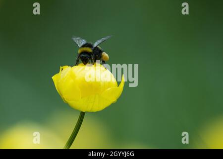 Un grand bourdon essayant d'entrer dans le magnifique jaune Globeflower, Trollius europaeus. Tourné sur une prairie inondée estonienne, en Europe du Nord. Banque D'Images