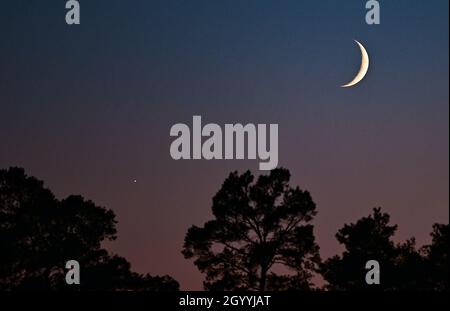 09 octobre 2021, Brandebourg, Grünheide: Le croissant de la lune à la cire peut être vu avec Vénus dans le ciel du soir au-dessus d'une forêt de pins à l'est de Berlin.Photo: Patrick Pleul/dpa-Zentralbild/ZB Banque D'Images