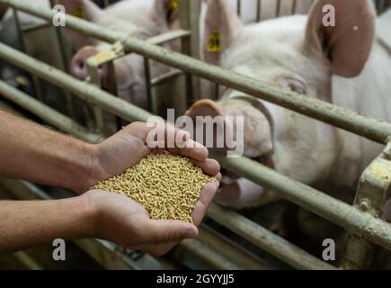 Gros plan des mains de l'agriculteur tenant du concentré sec pour nourrir les porcs en porcins Banque D'Images