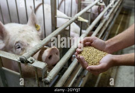 Gros plan des mains de l'agriculteur tenant du concentré sec pour nourrir les porcs en porcins Banque D'Images