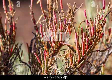 Arthrocnemum macrostachyum est une espèce de plantes à fleurs de la famille des amaranth.Il est originaire des zones côtières de la Méditerranée et du Rouge Banque D'Images