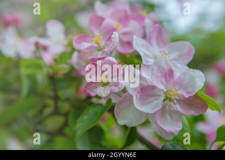 Gros plan sur les fleurs de pommiers en fleurs dans le jardin.Belle scène de nature avec une fleur d'arbres Banque D'Images