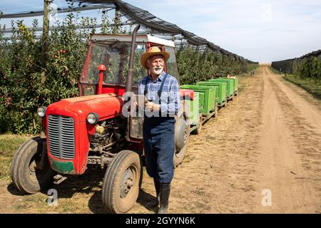Éleveur senior avec tablette debout à côté du tracteur avec caisses en plastique sur remorque dans le verger moderne de pomme Banque D'Images