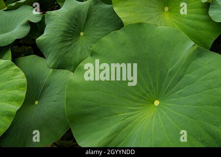 Feuilles de Lotus (Nelumbo nucifera).Feuilles de nénuphars.Le Lotus laisse un arrière-plan magnifique dans l'étang Banque D'Images