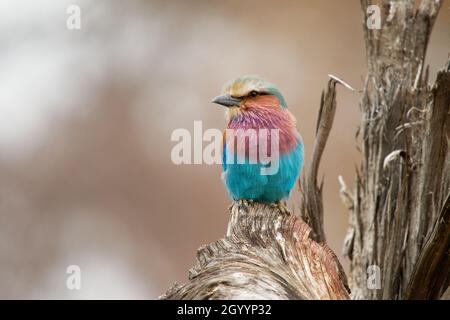 Lilac-breasted Roller - Coracias caudatus colorés - magenta, bleu, oiseau vert en Afrique, largement distribué en Afrique subsaharienne, à l'errance Ara Banque D'Images