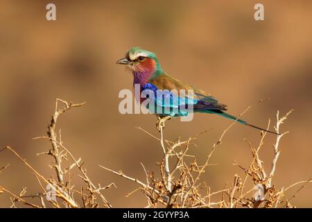 Lilac-breasted Roller - Coracias caudatus colorés - magenta, bleu, oiseau vert en Afrique, largement distribué en Afrique subsaharienne, à l'errance Ara Banque D'Images