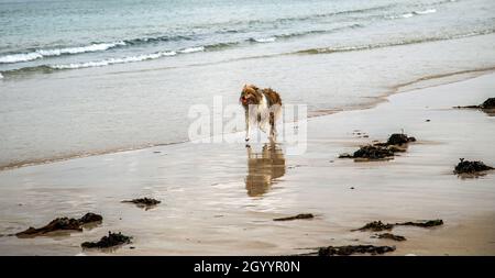 Moi et mon ombre sur la plage Banque D'Images