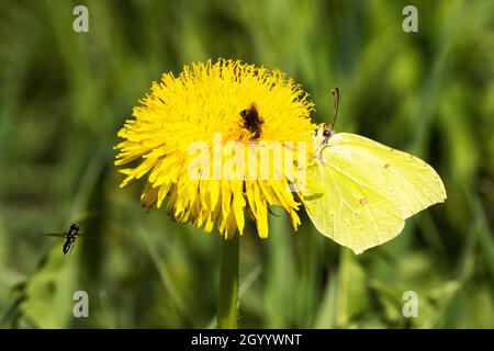 Papillon à brimades, Gonepteryx rhamni collectant le nectar d'une mauvaise herbe en fleur pissenlit le tarxacum officinale. Banque D'Images