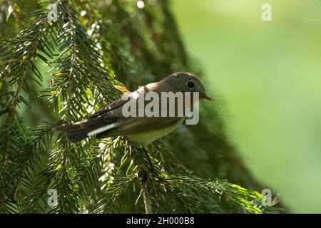 Flycatcher aux brises rouges, Ficedula parva perchée dans une vieille forêt en Estonie, en Europe du Nord. Banque D'Images