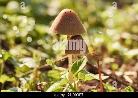 Deux petits champignons bruns dans la belle lumière du soleil poussant au bord d'une forêt. Banque D'Images