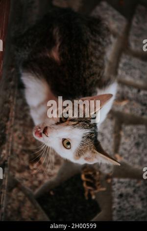 Un foyer peu profond d'un chat regardant vers le haut sur un arrière-plan flou Banque D'Images