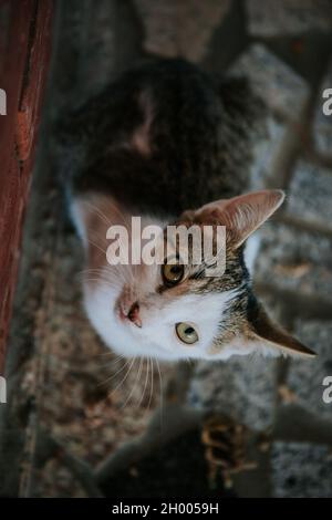 Un foyer peu profond d'un chat regardant vers le haut sur un arrière-plan flou Banque D'Images
