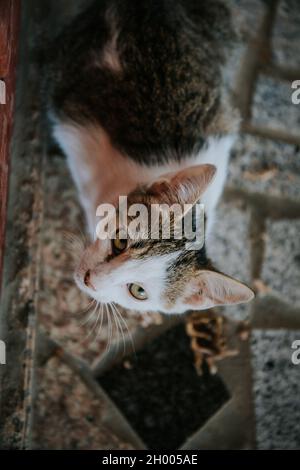 Un foyer peu profond d'un chat regardant vers le haut sur un arrière-plan flou Banque D'Images