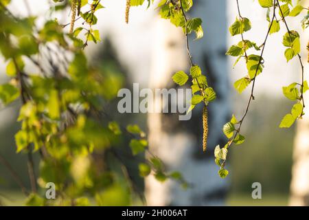 Bouleau d'argent frais, feuilles de Betula pendula et chatons pendant une soirée de printemps étonnante en Estonie, Europe du Nord. Banque D'Images
