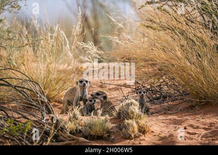 Groupe Meerkat famliy se liant et jouant dans le parc transfrontier de Kgalagadi, Afrique du Sud; espèce Suricata suricata famille d'Herpestidae Banque D'Images