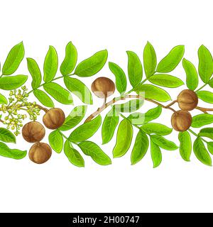 motif vectoriel andiroba sur fond blanc Illustration de Vecteur