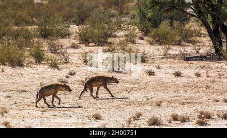 Deux hyènes tachetées qui marchent dans la zone désertique du parc transfrontier de Kgalagadi, en Afrique du Sud; famille de Hyaenidae de Specie Crocuta crocuta Banque D'Images