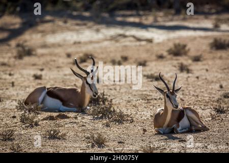 Deux Springbok couchés en bas ruminant dans la zone désertique du parc transfrontier de Kgalagari, Afrique du Sud ; espèce Antidorcas marsupialis famille des Bovidae Banque D'Images