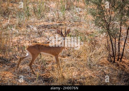 Steenbok mâle en herbe sèche regardant la caméra dans le parc transfrontier de Kgalagadi, Afrique du Sud ; espèce Raphicerus campestris famille de Bovidae Banque D'Images